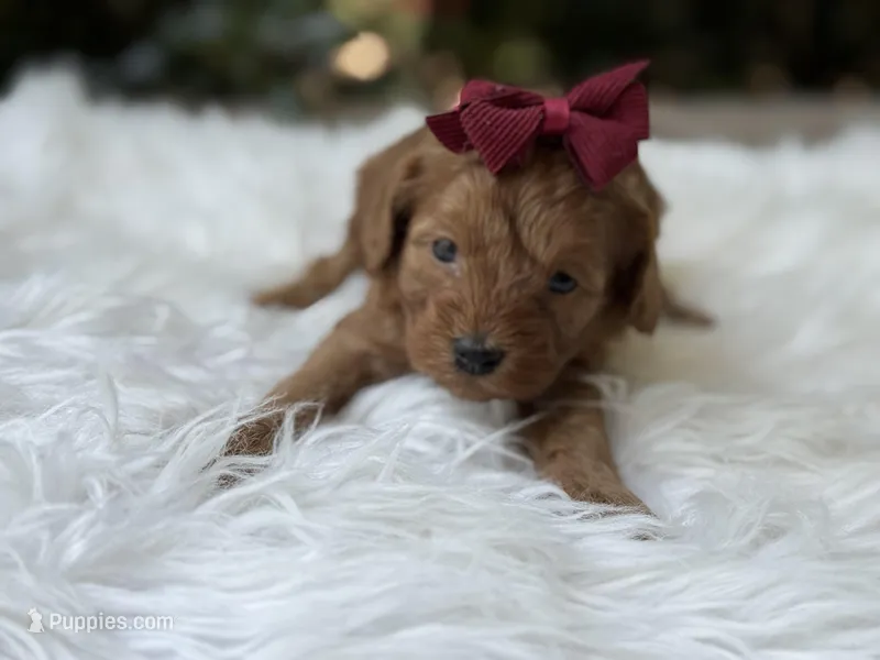 Ruby – Cavapoo puppy for sale in Hardin, TX