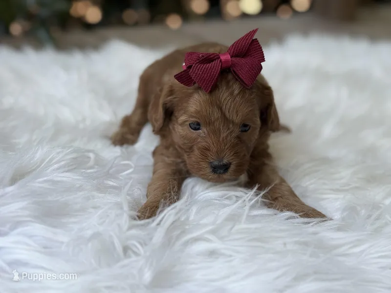 Ruby – Cavapoo puppy for sale in Hardin, TX