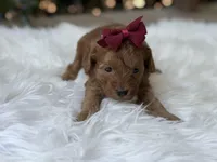 Ruby, a female Cavapoo for sale in Hardin, TX – Photo 2 of 7
