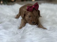 Ruby, a female Cavapoo for sale in Hardin, TX – Photo 3 of 7