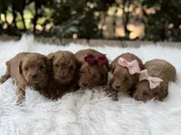 Ruby, a female Cavapoo for sale in Hardin, TX – Photo 4 of 7