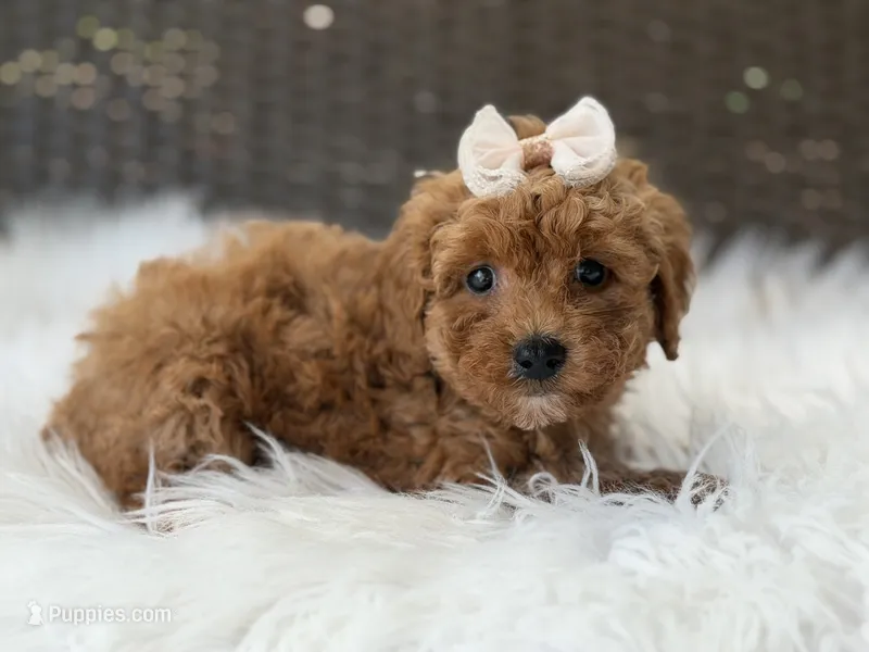 Marigold – Poodle - Toy  puppy for sale in Hardin, TX