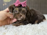 Darla , a female Yorkshire Terrier for sale in Hardin, TX – 7 of 10