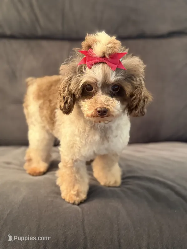 Prada – Poodle - Toy  puppy for sale in Hardin, TX
