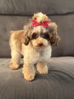 Prada, a female Poodle - Toy  for sale in Hardin, TX – 1 of 7