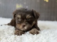 Maverick, a male Yorkshire Terrier for sale in Hardin, TX – 8 of 9