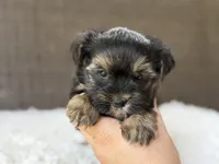 Theo , a male Yorkshire Terrier for sale in Hardin, TX – 6 of 10