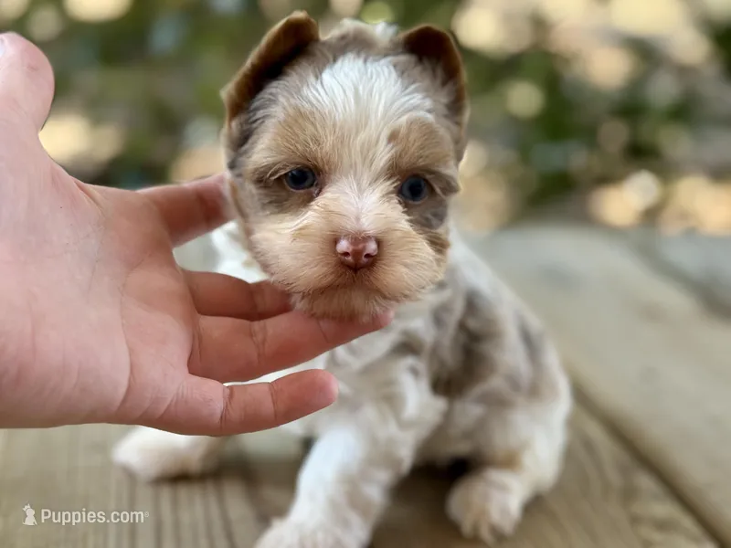 Charming (2 blue eyes)