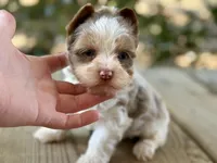 Charming (2 blue eyes), a male Yorkshire Terrier for sale in Hardin, TX – Photo 1 of 5