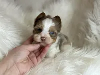 Charming (2 blue eyes), a male Yorkshire Terrier for sale in Hardin, TX – Photo 4 of 5