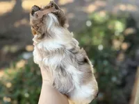 Charming (2 blue eyes), a male Yorkshire Terrier for sale in Hardin, TX – Photo 2 of 5