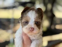 Charming (2 blue eyes), a male Yorkshire Terrier for sale in Hardin, TX – Photo 3 of 5