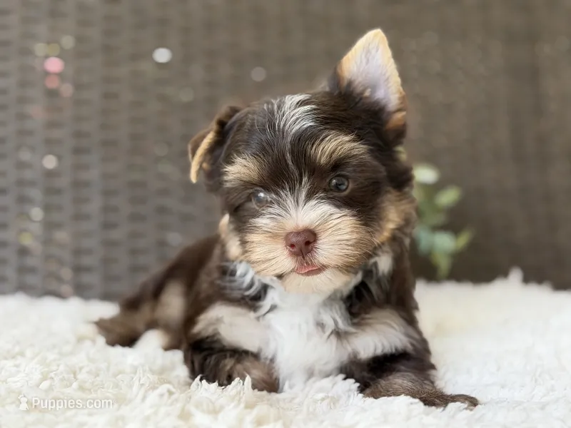 Kipp – Yorkshire Terrier puppy for sale in Hardin, TX