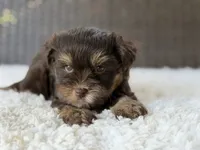 Maverick, a male Yorkshire Terrier for sale in Hardin, TX – 6 of 9