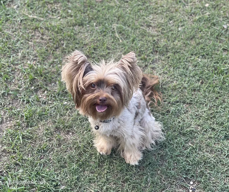 Stella  – Yorkshire Terrier puppy for sale in Hardin, TX