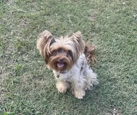 Stella , a female Yorkshire Terrier for sale in Hardin, TX – 1 of 8