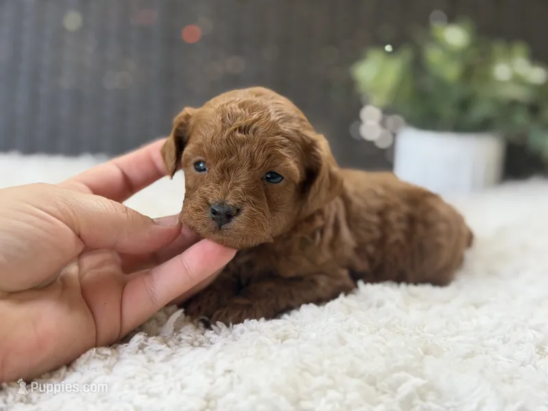 Rose – Poodle - Toy  puppy for sale in Hardin, TX