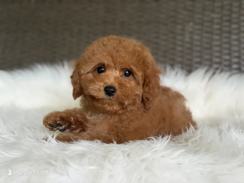 Red Romeo – Cavapoo, Poodle - Toy  puppy for sale in Hardin, TX
