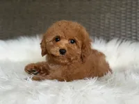 Red Romeo, a male Cavapoo and Poodle - Toy  for sale in Hardin, TX – 1 of 7