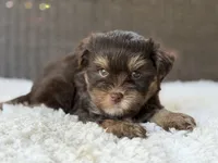 Maverick, a male Yorkshire Terrier for sale in Hardin, TX – 2 of 9