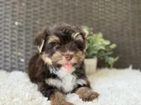 Toby , a male Yorkshire Terrier for sale in Hardin, TX – 6 of 8
