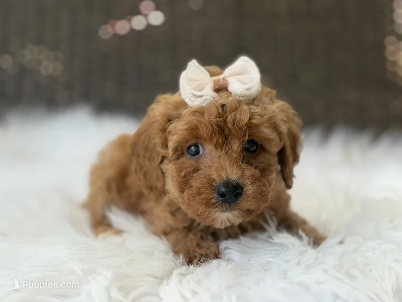 Marigold – Poodle - Toy  puppy for sale in Hardin, TX