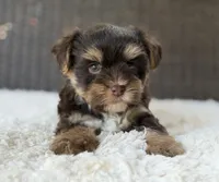 Toby , a male Yorkshire Terrier for sale in Hardin, TX – 2 of 8