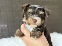 Kipp, a male Yorkshire Terrier for sale in Hardin, TX – 3 of 8