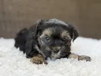 Theo , a male Yorkshire Terrier for sale in Hardin, TX – 8 of 10