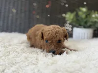 Marigold, a female Poodle - Toy  for sale in Hardin, TX – 2 of 8