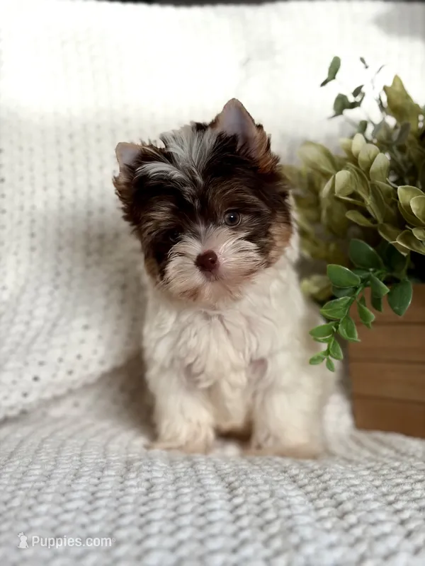 Gwen – Yorkshire Terrier puppy for sale in Hardin, TX