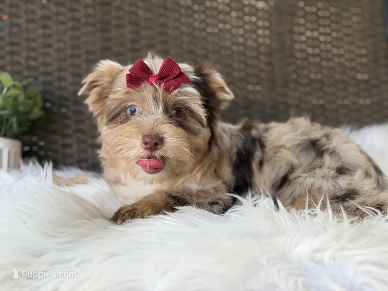 Callie (choc Merle) – Yorkshire Terrier puppy for sale in Hardin, TX
