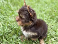 Ollie, a male Yorkshire Terrier for sale in Hardin, TX – 3 of 4