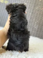 Theo , a male Yorkshire Terrier for sale in Hardin, TX – 4 of 10