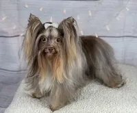 Stella , a female Yorkshire Terrier for sale in Hardin, TX – 7 of 8