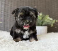 Theo , a male Yorkshire Terrier for sale in Hardin, TX – 3 of 10