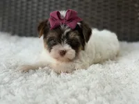 Gwen, a female Yorkshire Terrier for sale in Hardin, TX – 6 of 8
