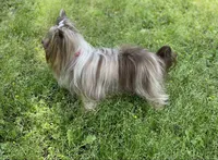 Stella , a female Yorkshire Terrier for sale in Hardin, TX – 5 of 8