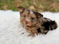 Cooper, a male Yorkshire Terrier for sale in Hardin, TX – 7 of 10