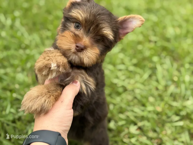 Ollie – Yorkshire Terrier puppy for sale in Hardin, TX