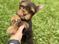 Ollie, a male Yorkshire Terrier for sale in Hardin, TX – 1 of 4