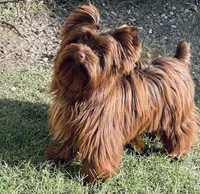Callie , a female Yorkshire Terrier for sale in Hardin, TX – 8 of 8