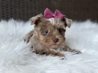 Callie , a female Yorkshire Terrier for sale in Hardin, TX – 5 of 10