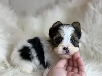 Chase , a male Yorkshire Terrier for sale in Hardin, TX – Photo 3 of 7