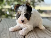 Chase , a male Yorkshire Terrier for sale in Hardin, TX – Photo 7 of 7