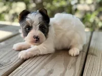 Chase , a male Yorkshire Terrier for sale in Hardin, TX – Photo 5 of 7