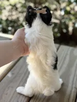 Chase , a male Yorkshire Terrier for sale in Hardin, TX – Photo 4 of 7