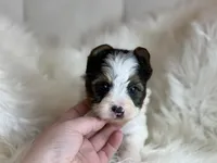 Chase , a male Yorkshire Terrier for sale in Hardin, TX – Photo 2 of 7