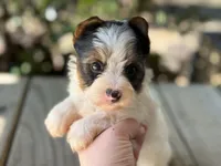 Chase , a male Yorkshire Terrier for sale in Hardin, TX – Photo 1 of 7
