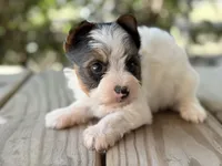Chase , a male Yorkshire Terrier for sale in Hardin, TX – Photo 6 of 7